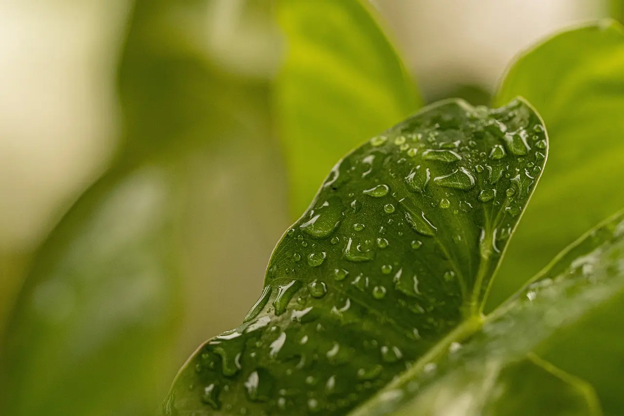 Online Degrees for Environmental Activists: Pursuing Sustainability Studies